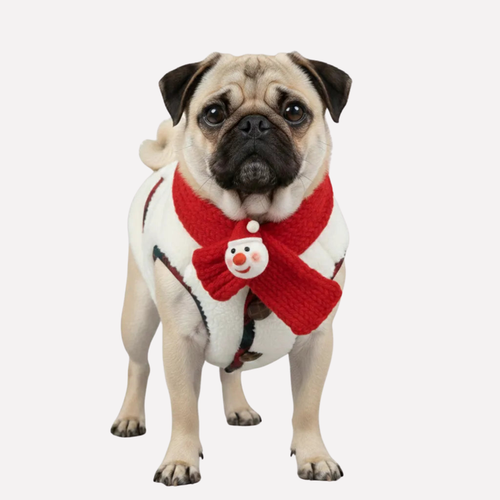 Festive plaid dog winter coat & matching scarf. Warm pet outfit for cold weather walks.