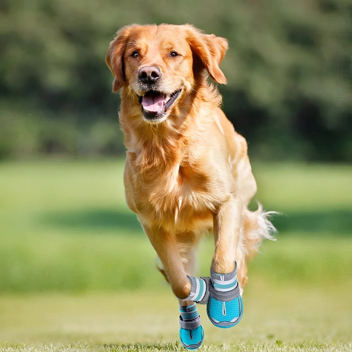 Waterproof dog shoes with reflective straps, providing secure paw protection for all-weather outdoor adventures.