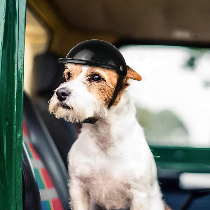 Adventure dog wearing a protective motorcycle helmet and goggles set for pet safety and outdoor gear.