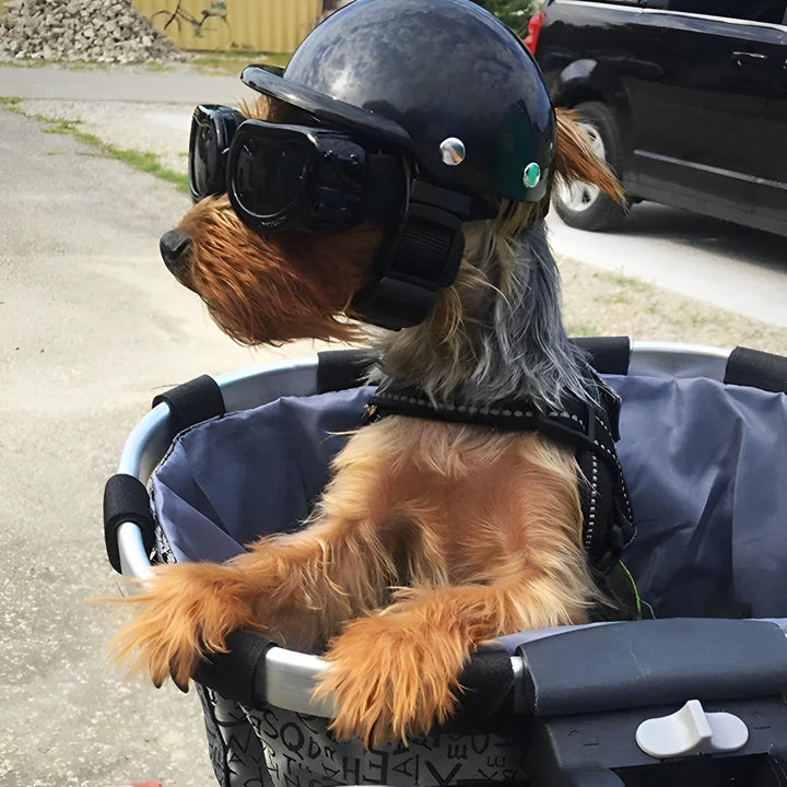 Happy dog on a motorcycle, sporting a protective helmet & goggles. Ideal outdoor pet gear for adventures.