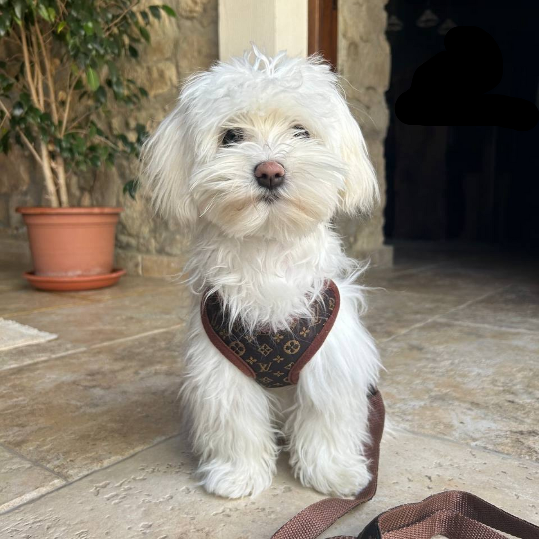 Brown comfort fit dog harness and leash set for happy walks. Adjustable no-pull pet gear.