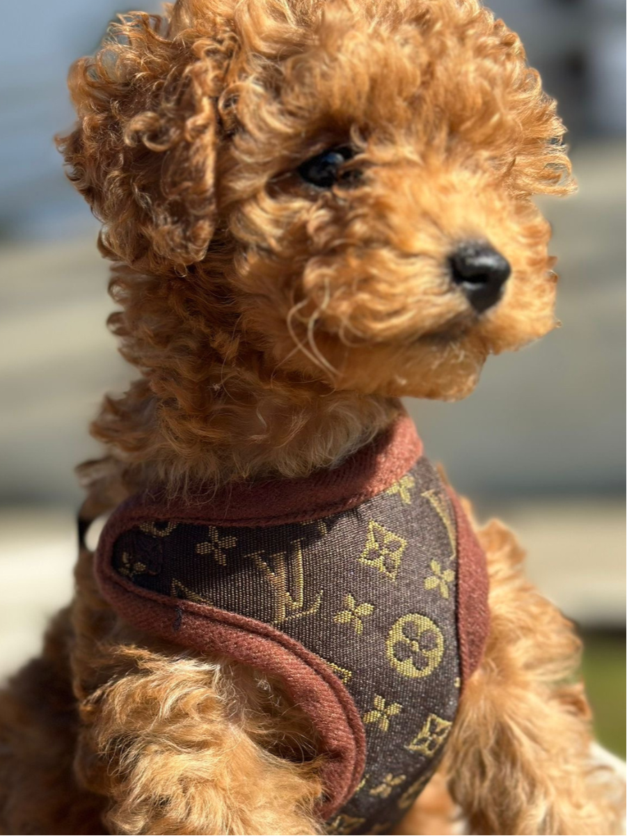 Durable brown dog harness and leash set. Adjustable, no-pull design for comfortable, safe pet walks.