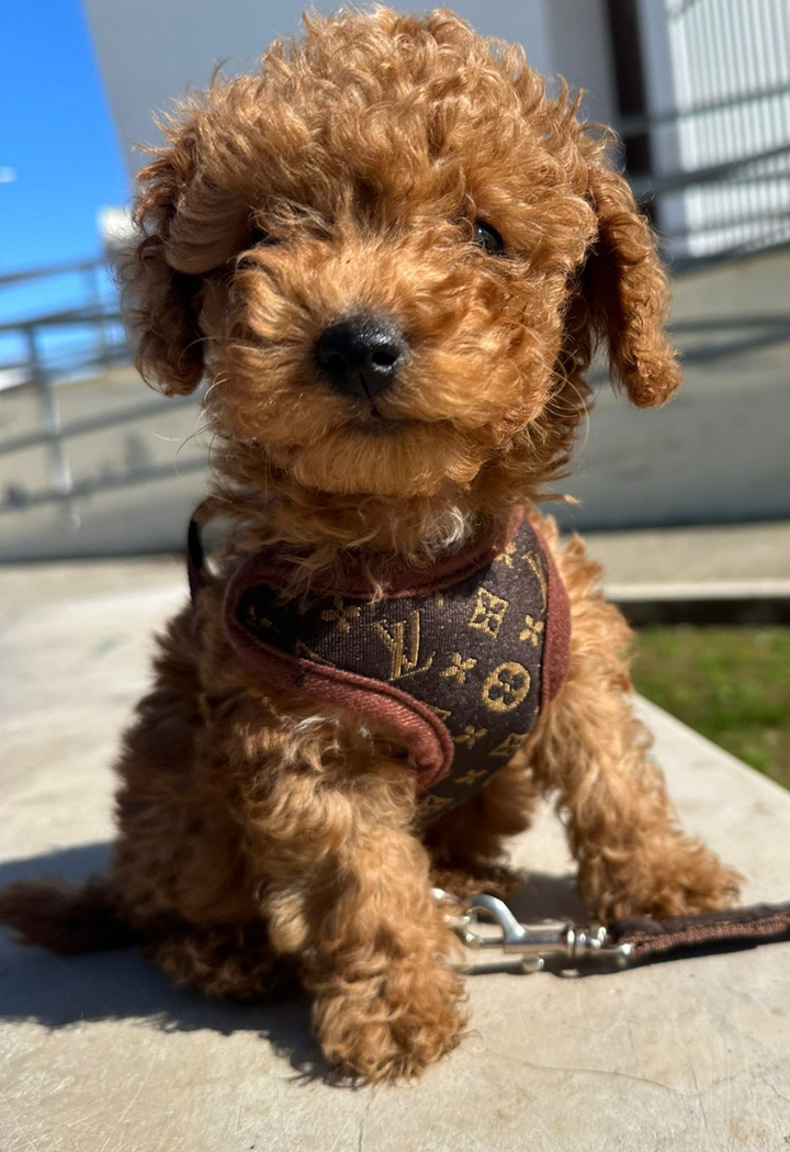Brown comfort fit dog walking harness & matching leash set. Adjustable, no-pull pet gear for adventures.