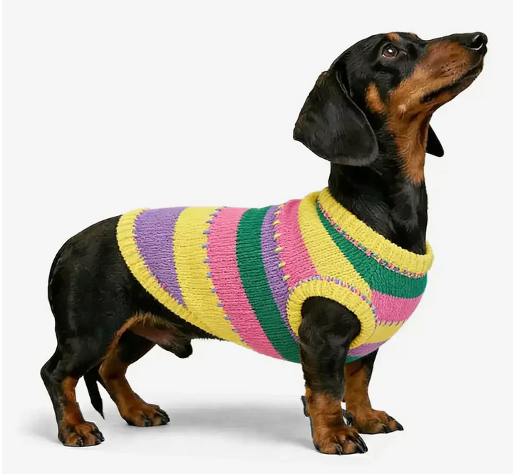 Stylish color-blocked striped sleeveless knitwear dog jumper. Perfect pet clothing for a cozy, fashionable small dog.