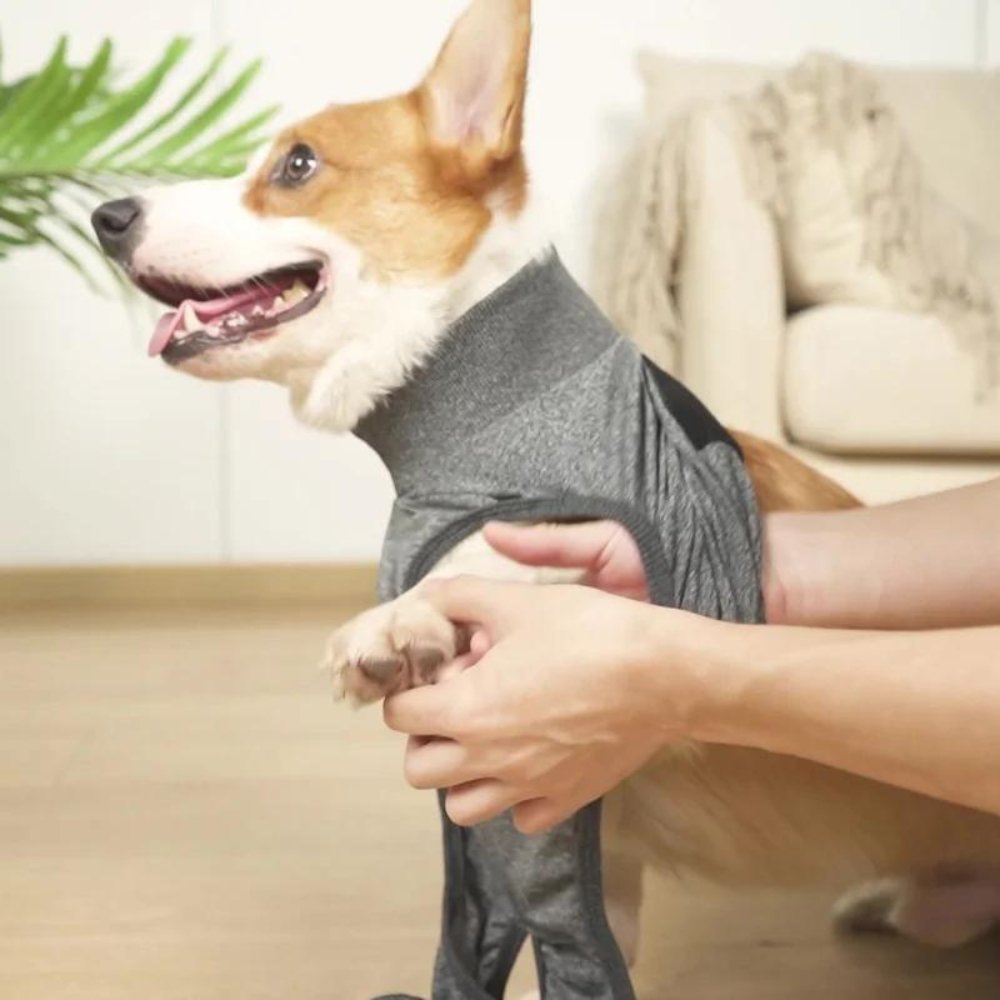Comfortable dog recovery suit for surgical wounds, offering full body protection and peace.