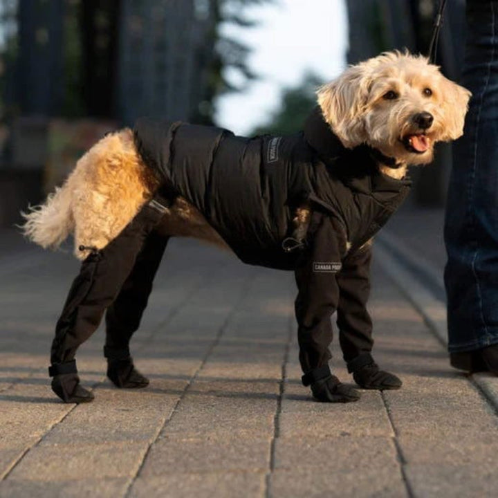 Rugged dog shoes providing paw protection for hiking trails & extreme weather. Essential outdoor dog gear.