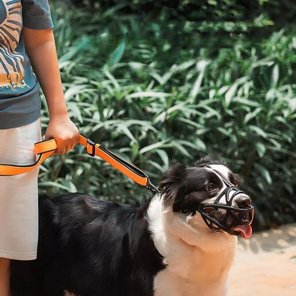 Happy dog wearing a breathable pet muzzle, promoting comfort, safety, and responsible canine control.