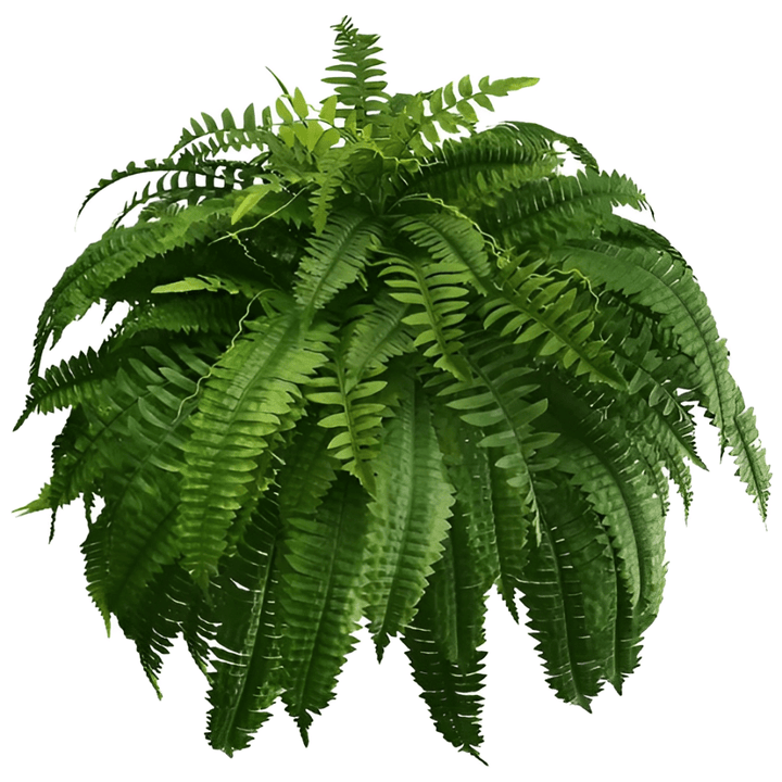 Outdoor UV Resistant Artificial Boston Fern - Lexians