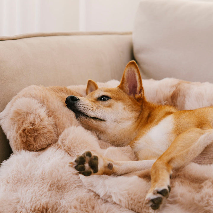 Large dog mat, plush anti-slip couch cover, ensures calming pet comfort & furniture protection.