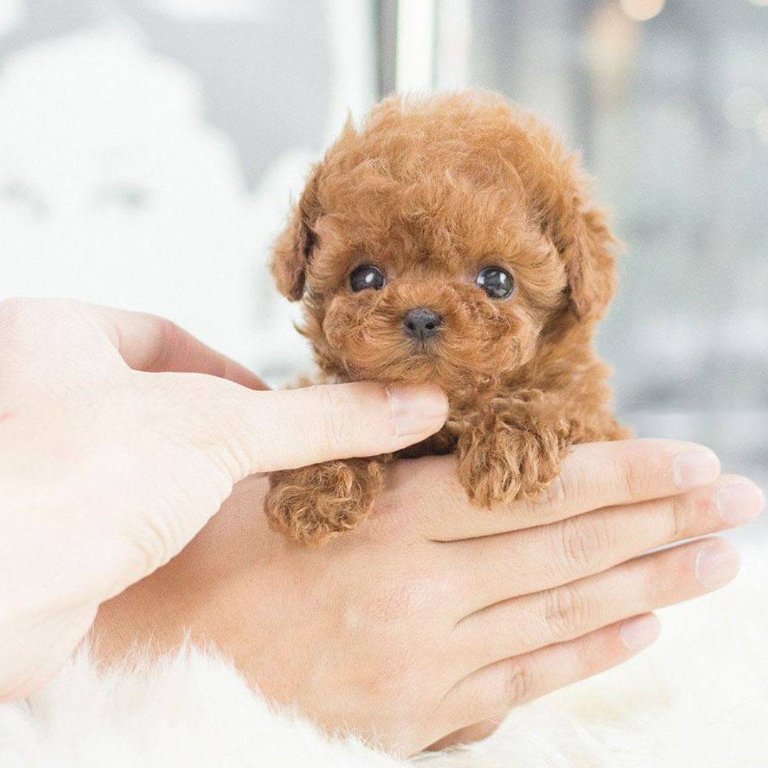 Fun interactive puppy robot toy, a perfect realistic electronic pet gift for young kids.