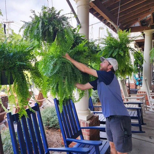 Vibrant artificial Boston fern. UV protected fake plant, ideal for maintenance-free outdoor and patio greenery.