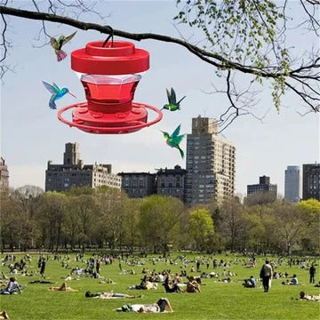 Durable outdoor hummingbird feeder featuring ant & bee guards. Provides a healthy, pest-free feeding experience for wildlife.