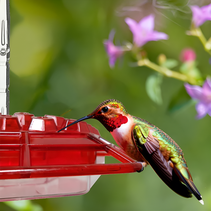 Red hummingbird feeder with ant moat & bee guard for outdoor gardens. Attracts backyard birds.