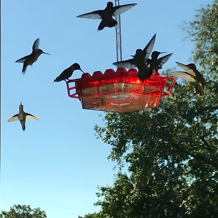 Durable polycarbonate hummingbird feeder; features ant moat & bee guard to protect nectar from pests.