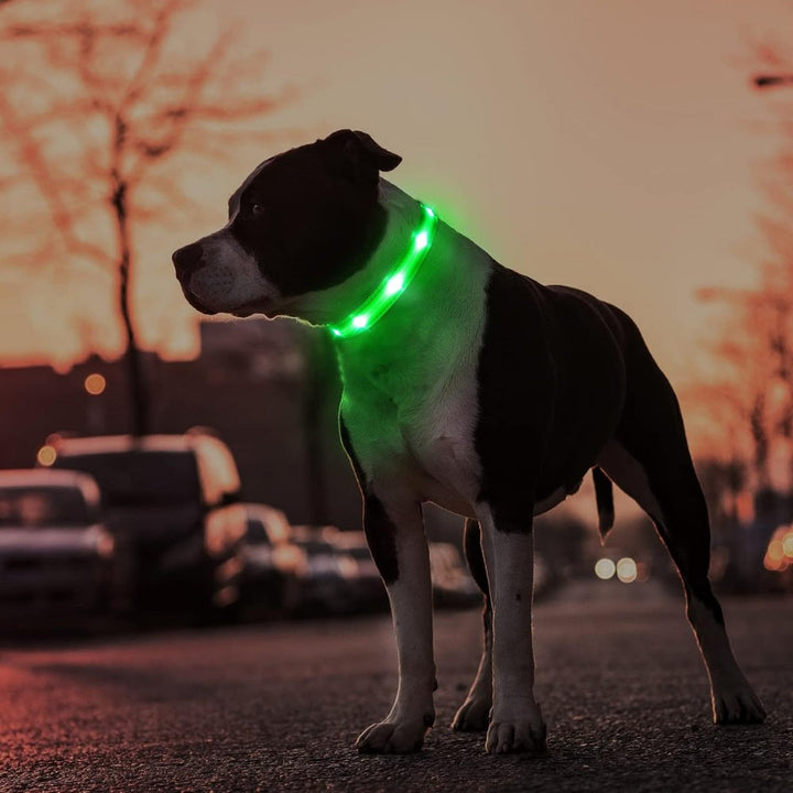 Reflective dog collar for night safety with a secure AirTag tracking device holder, ensuring pet security.