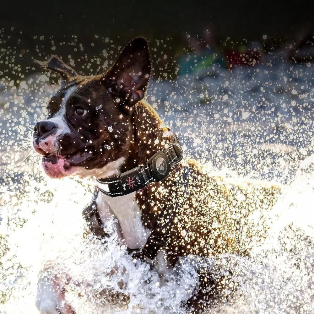 Durable, waterproof reflective dog collar with an integrated pouch for a GPS tracker, enhancing pet safety.
