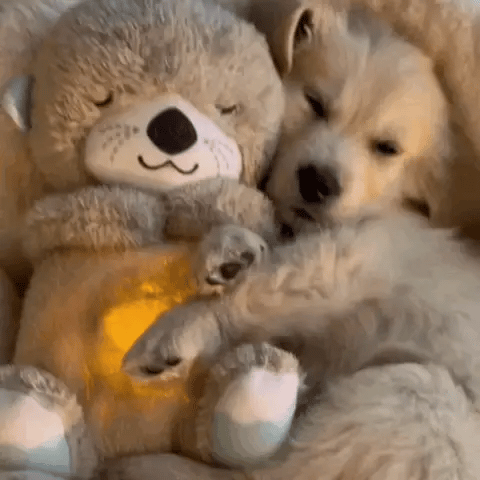 Gentle koala plush calming cuddle toy, perfect for stress relief & comfort. Unisex anxiety aid & soft buddy.