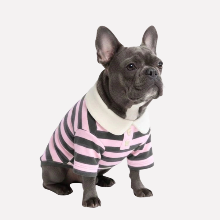 Happy dog wearing a classic striped polo shirt. Stylish dog clothes for walks & everyday pet apparel.