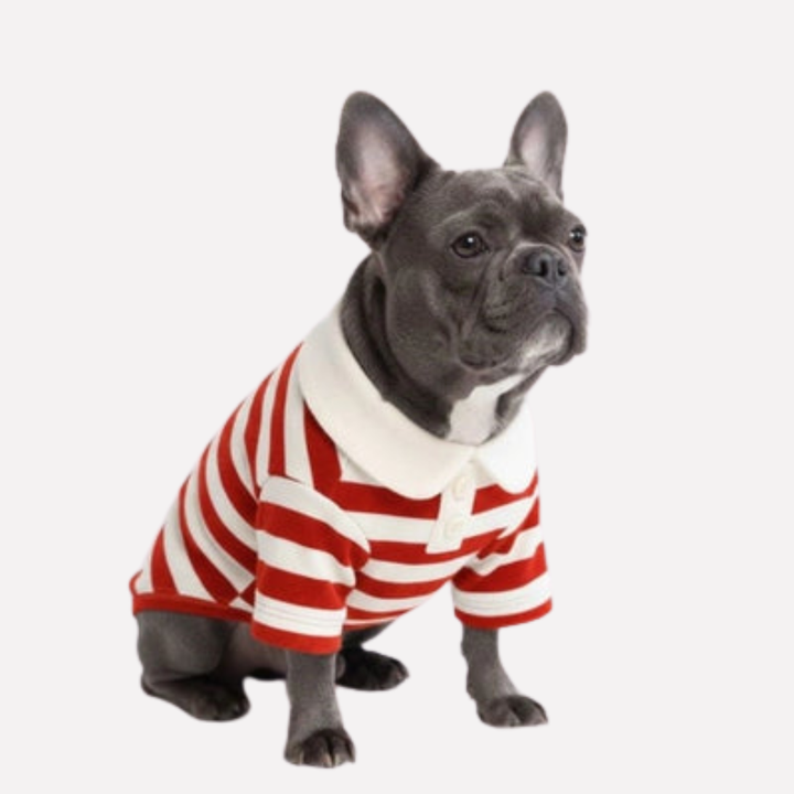 Canine fashion: Classic striped polo dog shirt with adjustable fit, perfect pet apparel for stylish walks.