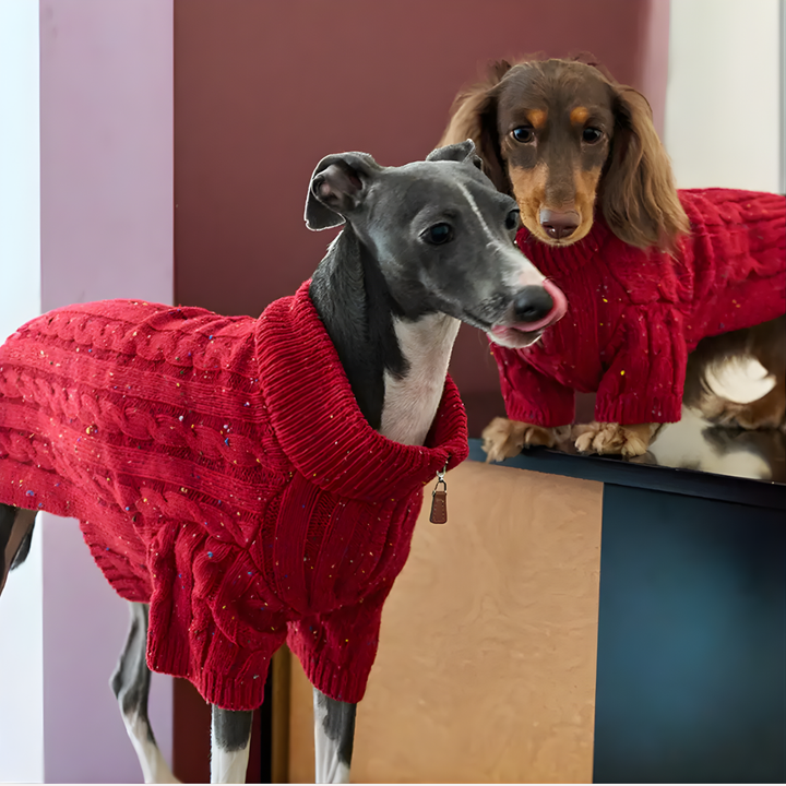 Stylish red cable knit zipper jumper for Dachshunds. Warm winter pet sweater for small dogs.