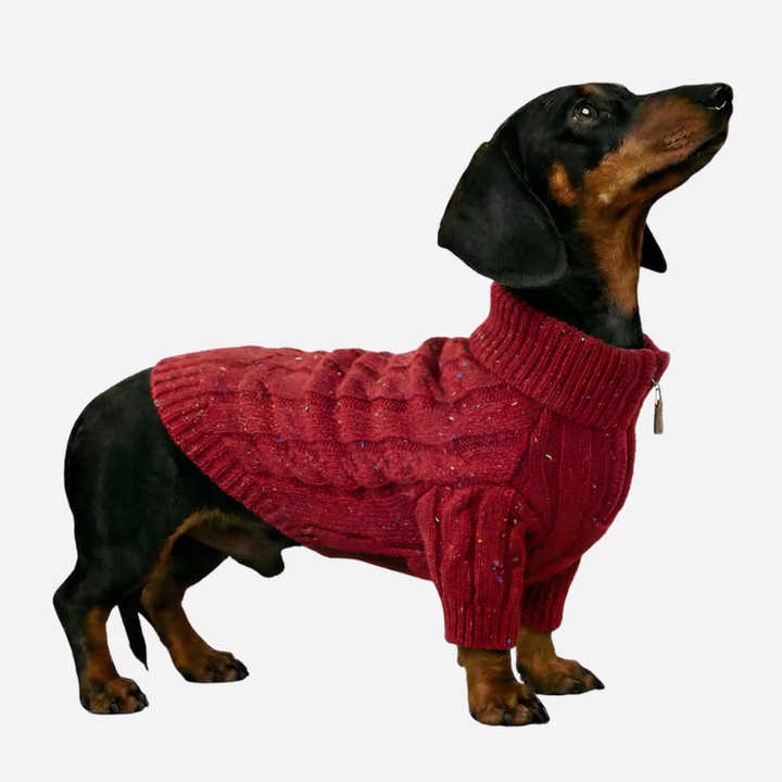 Red cable knit zipper jumper, a cozy pet sweater designed for small Dachshunds. Perfect winter dog apparel.