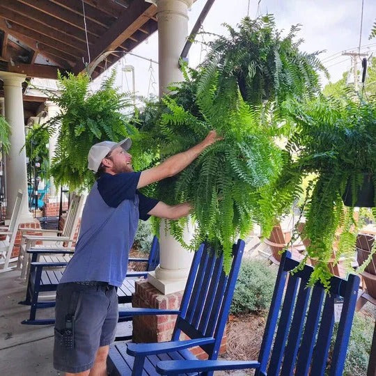 Lush UV resistant artificial Boston fern for low-maintenance indoor & outdoor plant display.