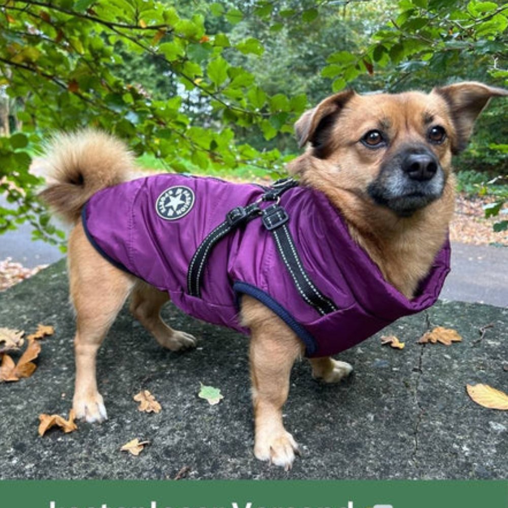 Comfort-fit waterproof dog apparel with harness, perfect for snowy and wet conditions.